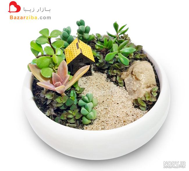 خرید کاکتوس رنگی کوچک ، سفارش کاکتوس ارزان ، کاکتوس مخملی ، کاکتوس سخنگو خرید کاکتوس رنگی کوچک ، سفارش کاکتوس ارزان ، کاکتوس مخملی ، کاکتوس سخنگو