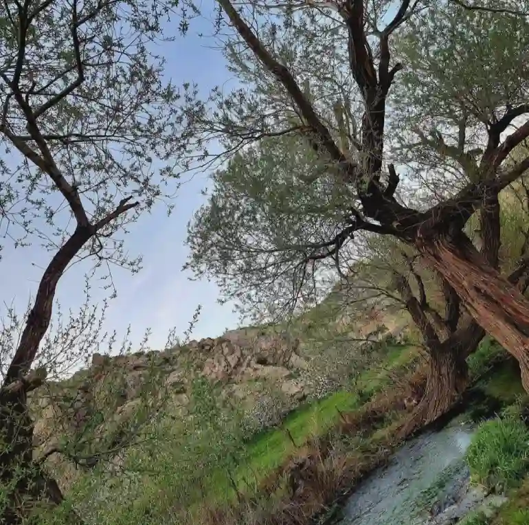 عکس قاسملو و صدام
