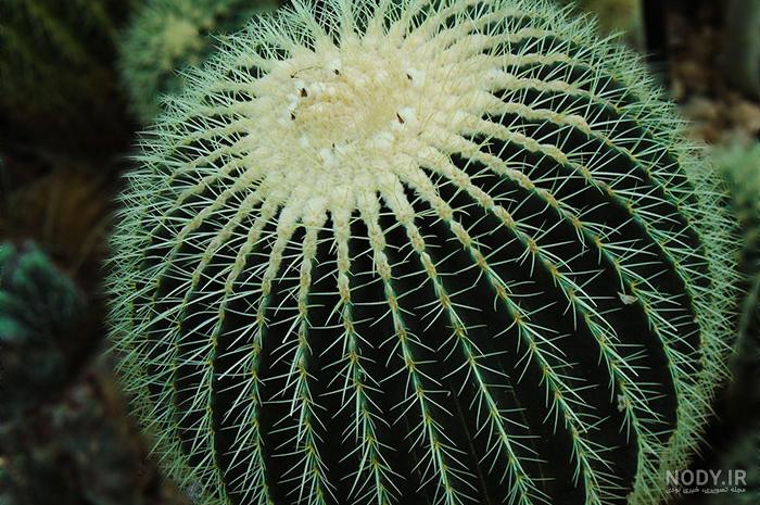 عکس های کاکتوس