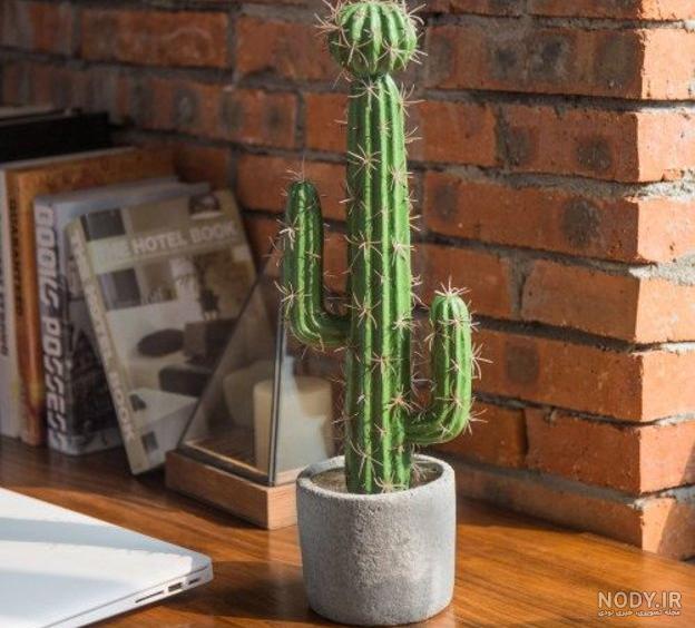 عکس کاکتوس بیابان