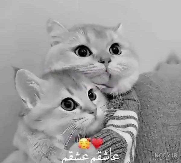 عکس های گوگولی ❤️ [ بهترین تصاویر ]