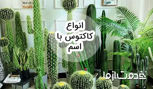 قیمت و خرید گیاه طبیعی کاکتوس خرگوشی اپونتیا مدل K-10 قیمت و خرید گیاه طبیعی کاکتوس خرگوشی اپونتیا مدل K-10
