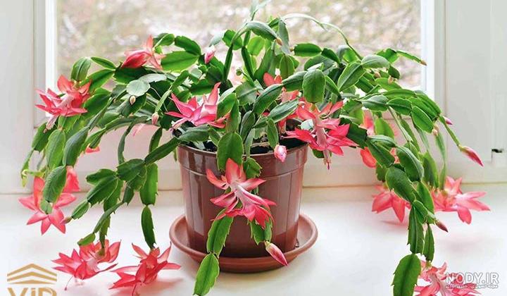 کاکتوس آپوروکاکتوس - ژمینو کاکتوس کاکتوس آپوروکاکتوس - ژمینو کاکتوس