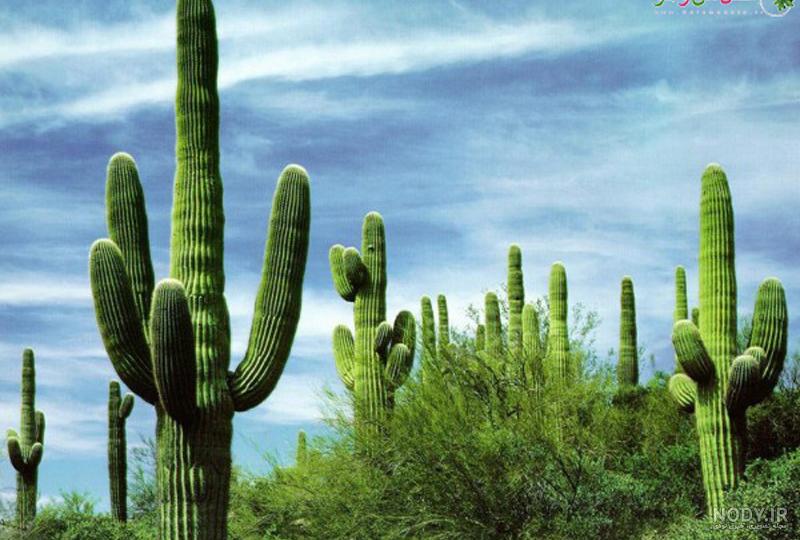 کاکتوسی به نام Saguaro