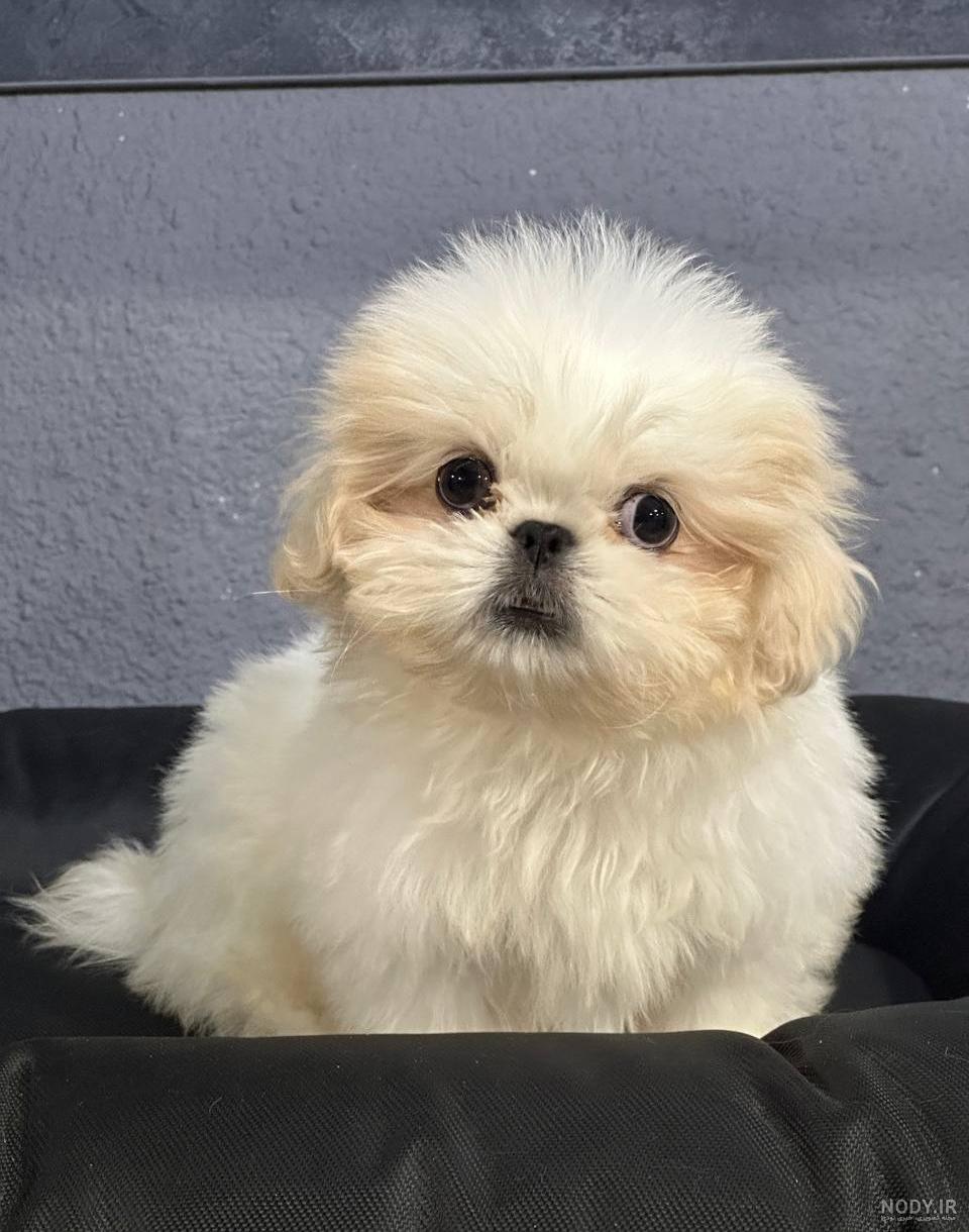 45 تا عکس سگ سفید خوشکل و بامزه برای پروفایل و استاتوس 🐕