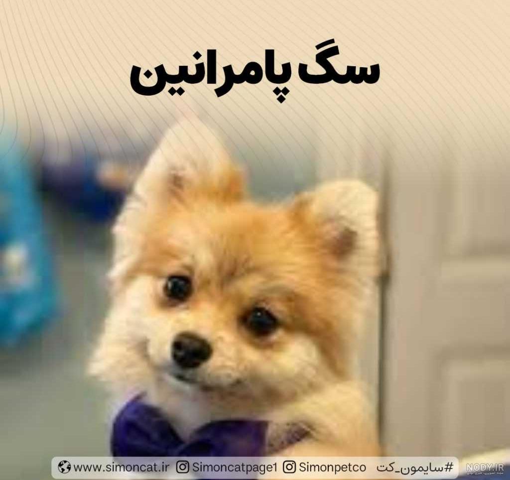 23 عکس از سگ لیوانی که قلبتان را میبرد 23 عکس از سگ لیوانی که قلبتان را میبرد
