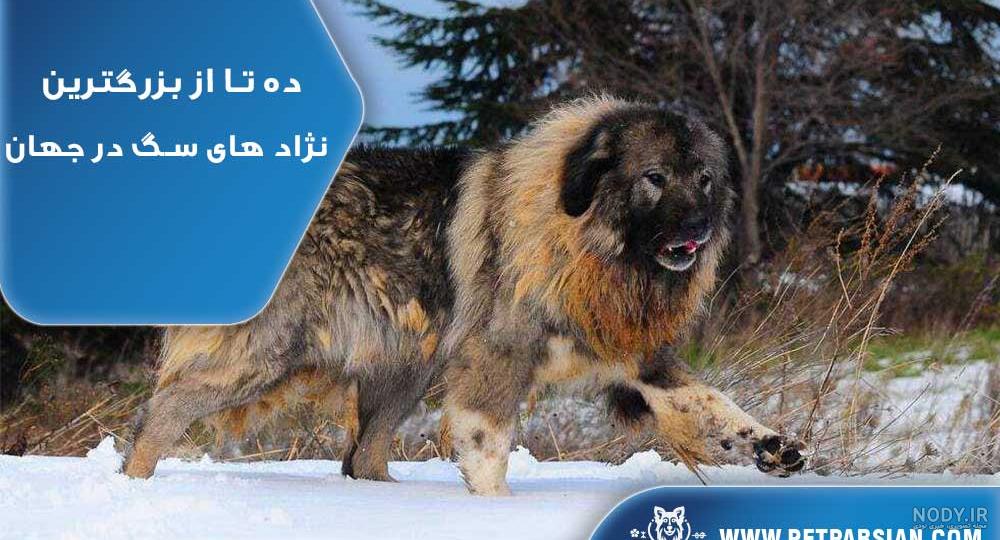 60 عکس بانمک از ملوس ترین سگ های جهان