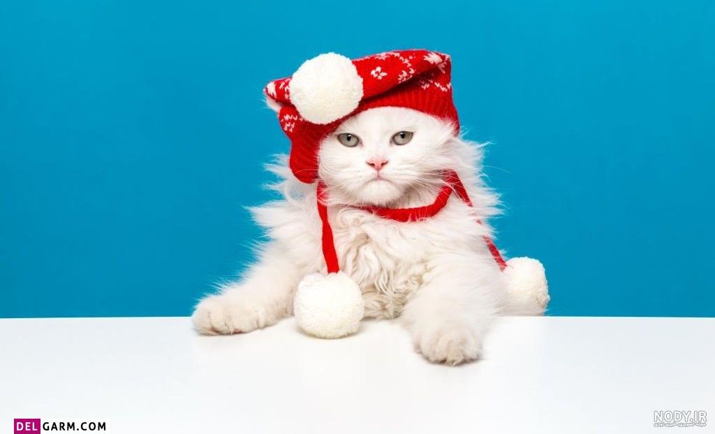 Perfil de ‎Cats&Dogs , گربه ها و سگ ها‎