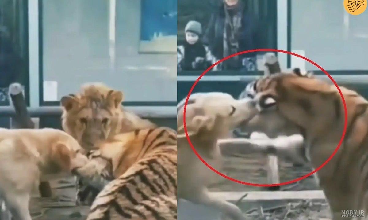 این ۱۳ نژاد سگ می‌توانند قاتل «سلطان جنگل» باشند (+عکس)