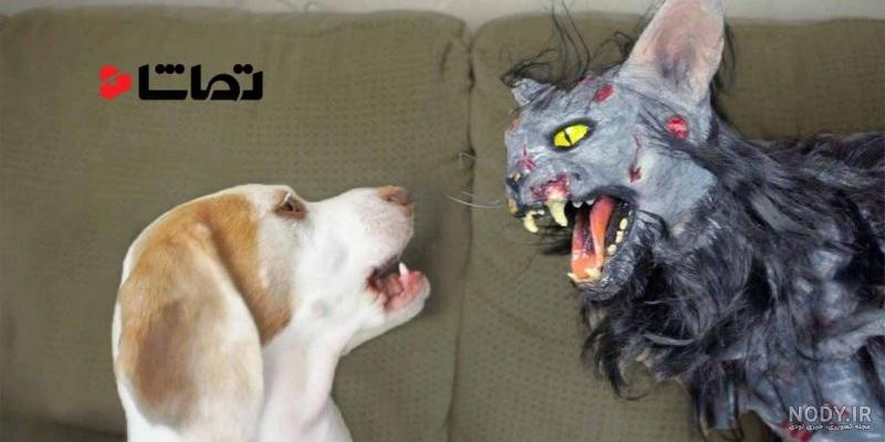 ببینید | دفاع حیرت انگیز گربه مادر از بچه‌اش در مقابل گله سگ‌ها