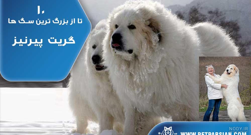 بزرگ ترین نژاد های سگ در جهان