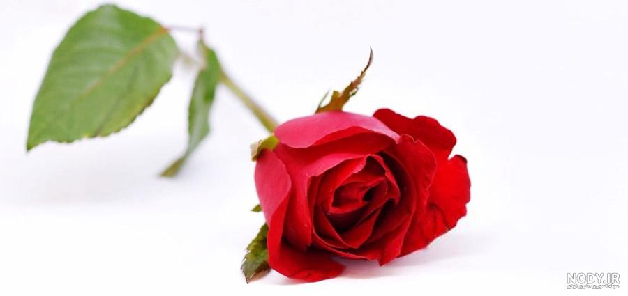 تعبیر خواب عکس گل