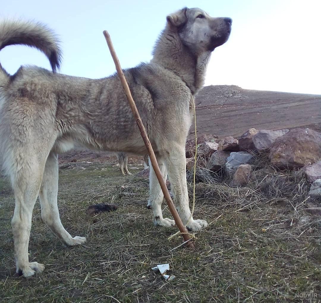 جنگ سگ سرابی با سگ پژدر عراقی ۲۰۲۳