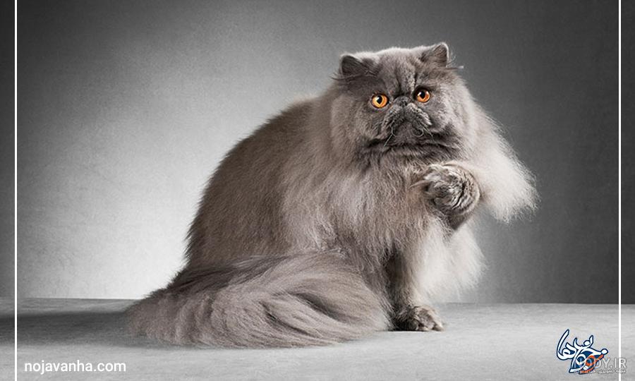 دانلود عکس های گربه پرشین