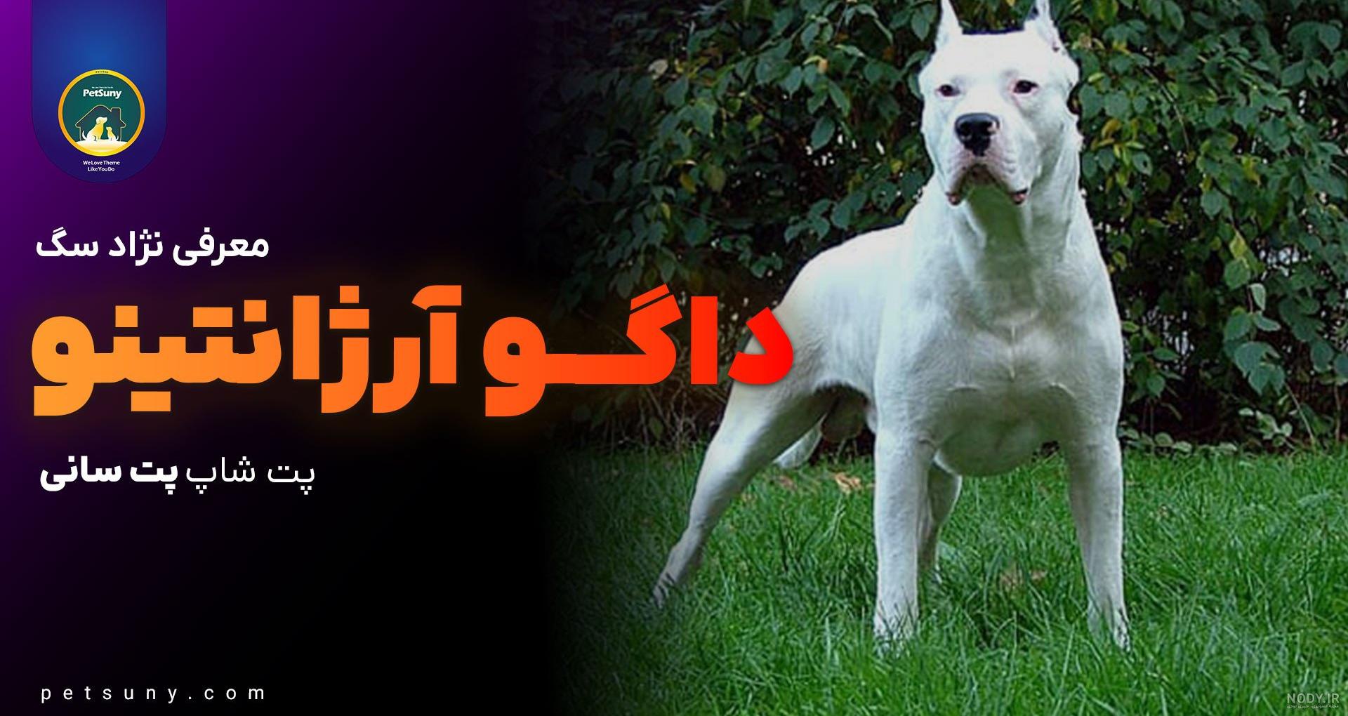 داگو آرژانتینو؛ سگ سفید رنگ و ترسناکی که به دلیل خشونت زیادش نگهداری آن  ممنوع است!