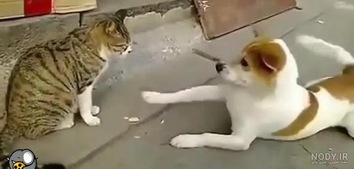 دعوا کردن گربه های خانگی + راه های جلوگیری از آن - Happypet