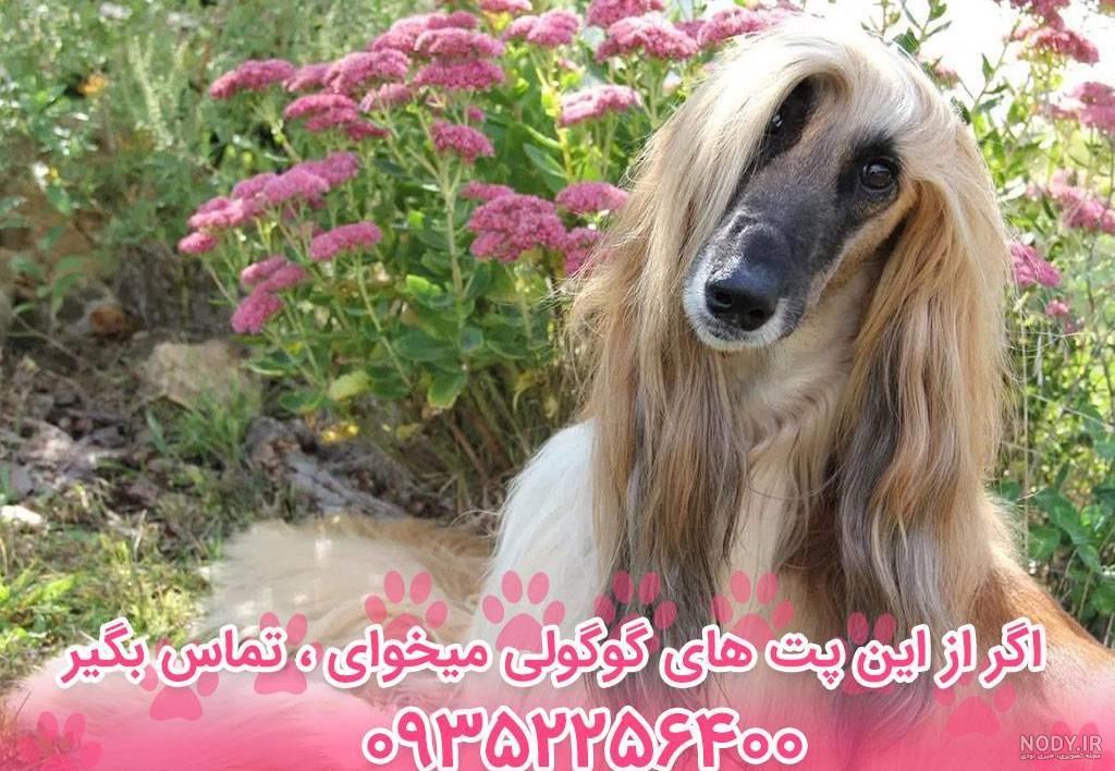 سگ های اصیل ایرانی | سگ های اصیل ایرانی از سرابی و قدرجونی تا پژدر و خراسانی سگ های اصیل ایرانی | سگ های اصیل ایرانی از سرابی و قدرجونی تا پژدر و خراسانی