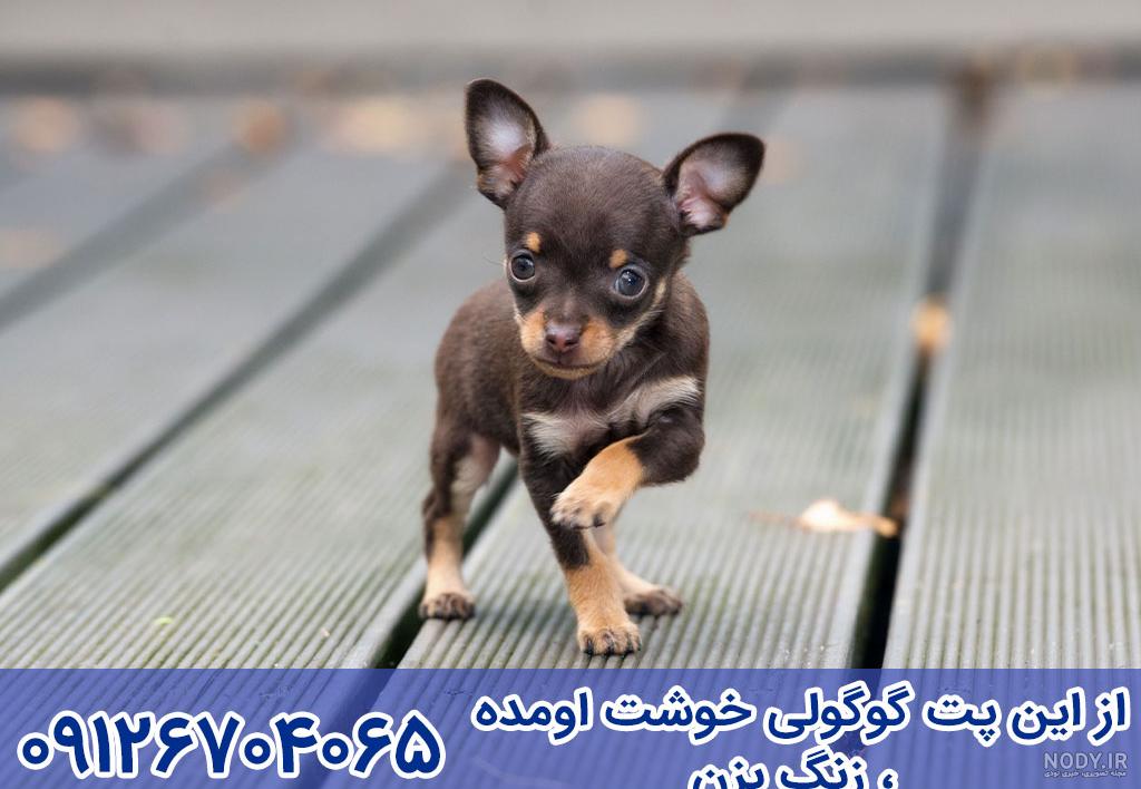 سگ جیبی و فنجونی، کوچولوهای ناز[+عکس] - پت98