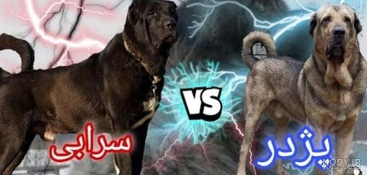 سگ لری یا سگ قهدریجانی؛ سگی که یک انسان را در عرض چند دقیقه تکه تکه می‌کند!