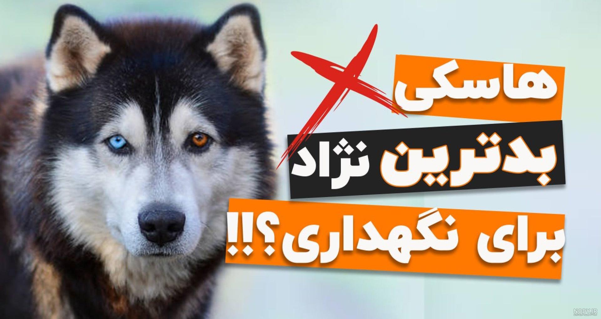 سگ هاسکی ماده دراهرقلعه بابکان پیداشده | آگهی حیوانات رابینسه (واگذاری،مراکز درمانی،حیوانات گمشده) سگ هاسکی ماده دراهرقلعه بابکان پیداشده | آگهی حیوانات رابینسه (واگذاری،مراکز درمانی،حیوانات گمشده)
