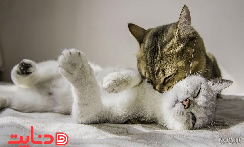 شیر دادن گربه مادر به بچه‌گربه‌ها