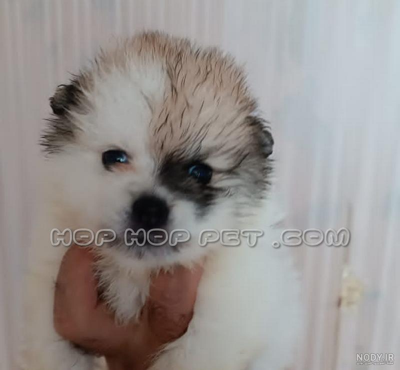 عکس توله سگ یک ماهه ژرمن عکس توله سگ یک ماهه ژرمن