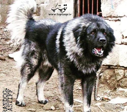 عکس سگ خیلی بزرگ و ترسناک
