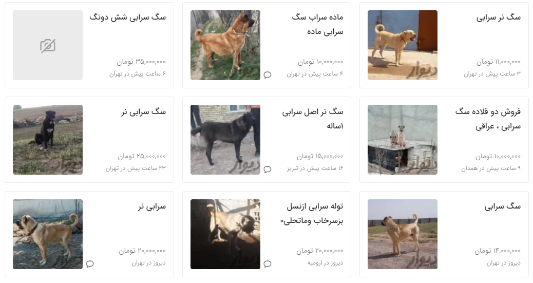 عکس سگ عراقی اصل - عکس نودی