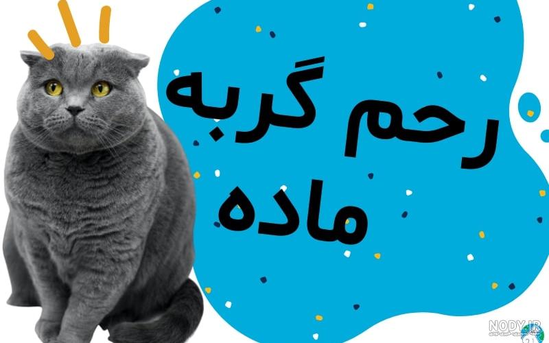 عکس واژن گربه ماده