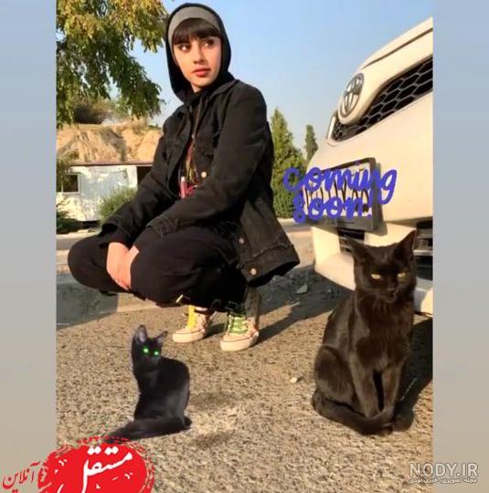 عکس گربه با پروانه