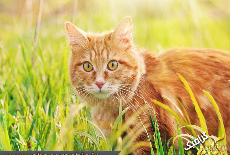عکس گربه تو طبیعت