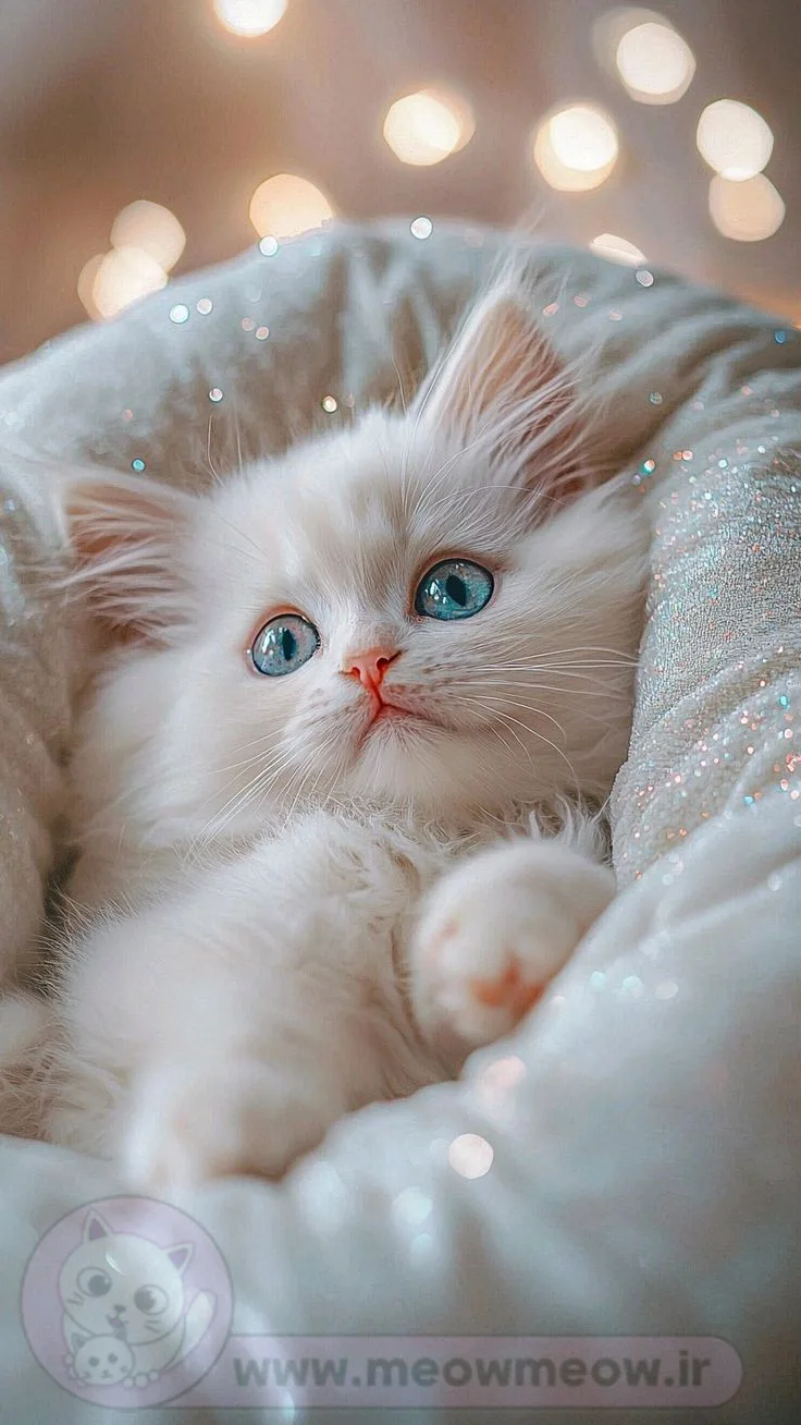 عکس گربه تو طبیعت