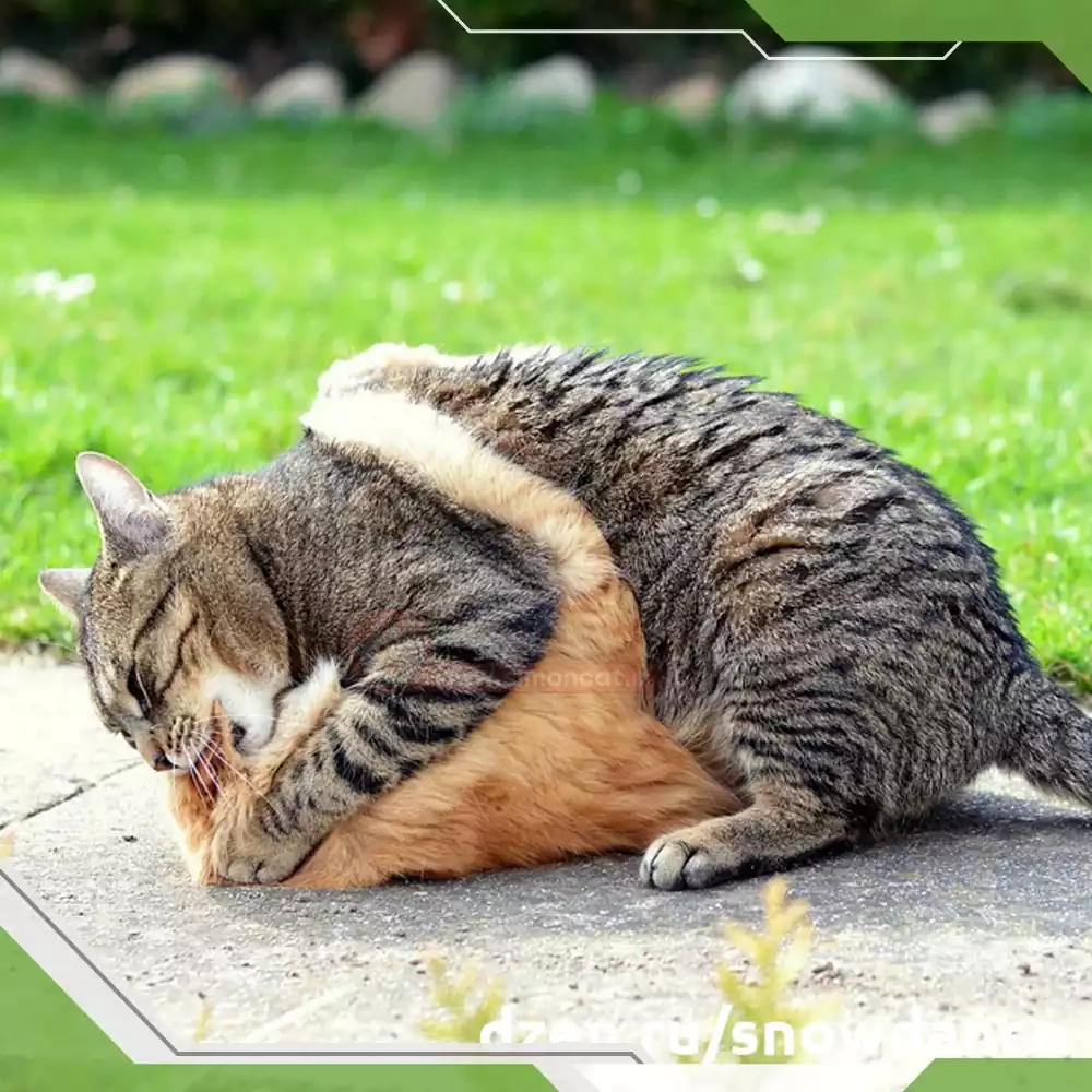 عکس گربه ماده خوشگل