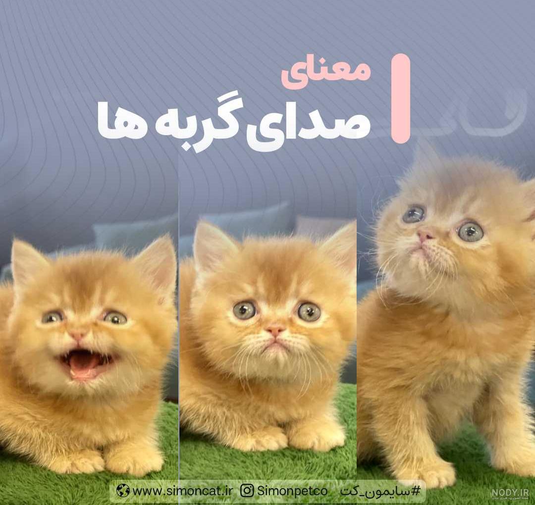 عکس گربه ماده زیبا