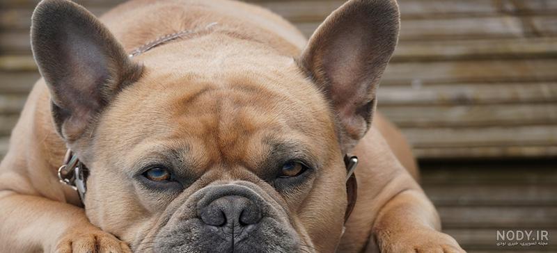 فیگور حیوانات سگ بولداگ خال سیاه Fiqure of Dog 851 - تخفیف ویژه و ارسال  رایگان