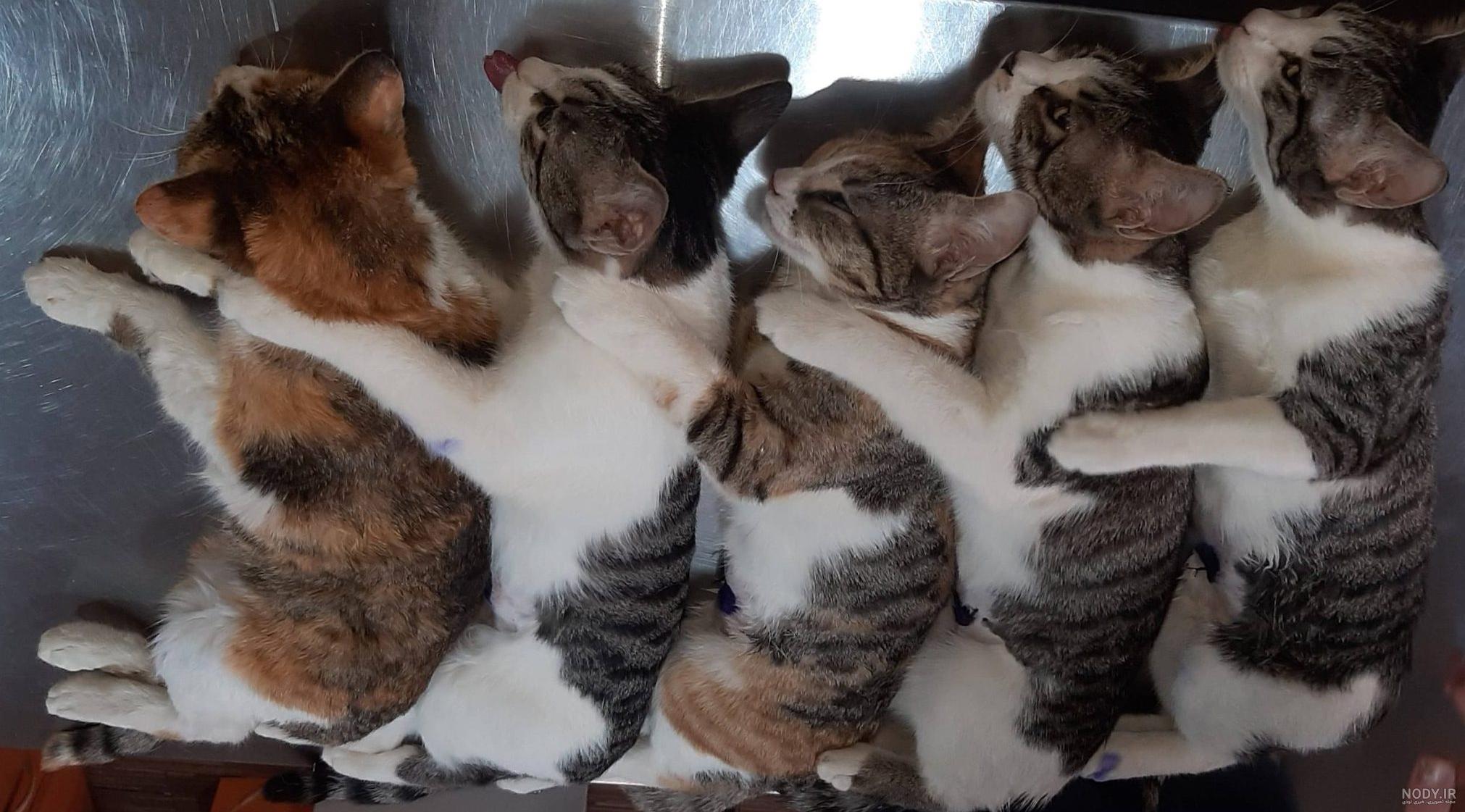 مزایای عقیم کردن گربه نر و ماده