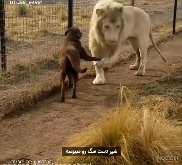 مشرق نیوز - عکس/ درگیری گرگ با دو سگ مشرق نیوز - عکس/ درگیری گرگ با دو سگ