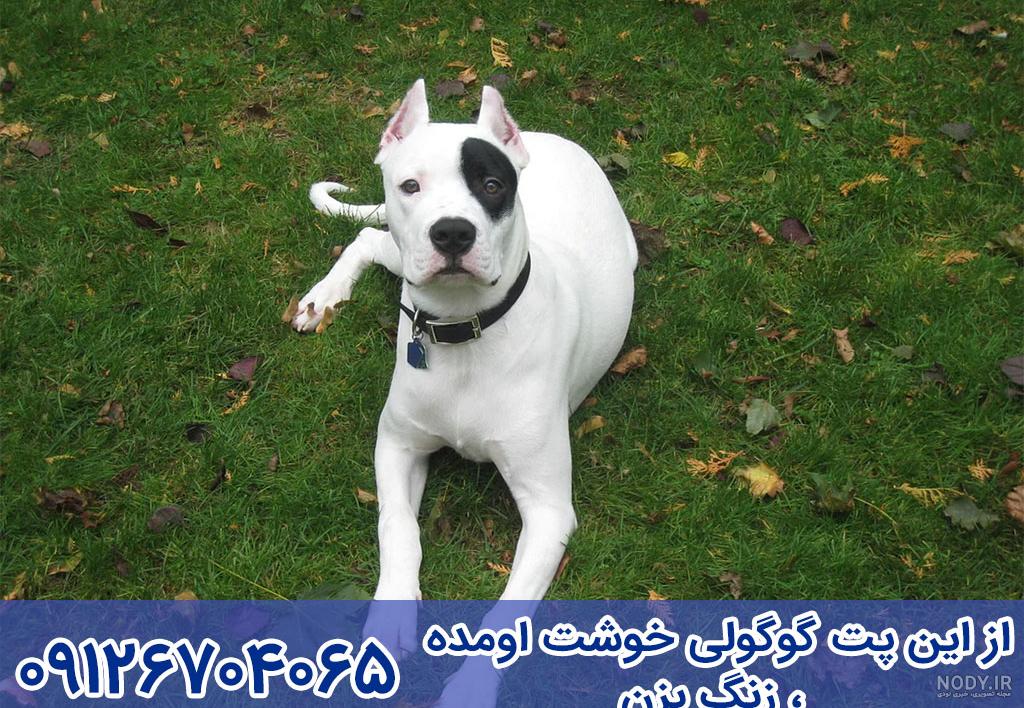 نژاد سگ داگو آرژانتینو (Dogo Argentino) عکس و ویدیو