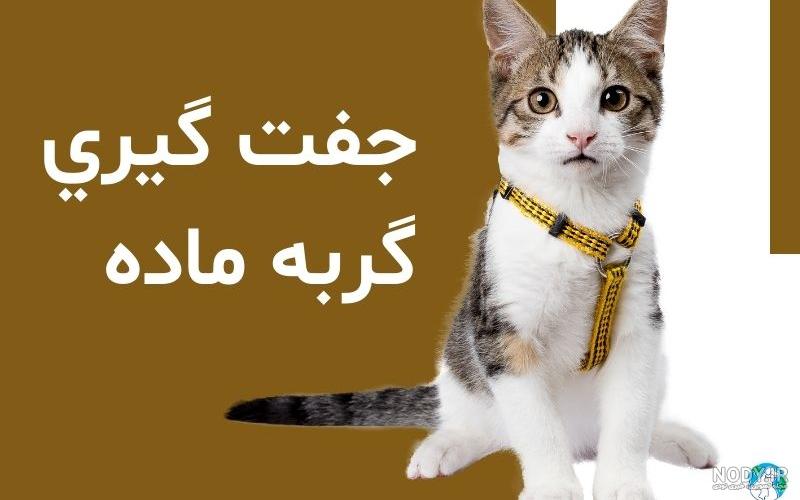 چگونه جنسیت بچه گربه ی خود را تعیین کنیم؟ – ایران پت استور چگونه جنسیت بچه گربه ی خود را تعیین کنیم؟ – ایران پت استور