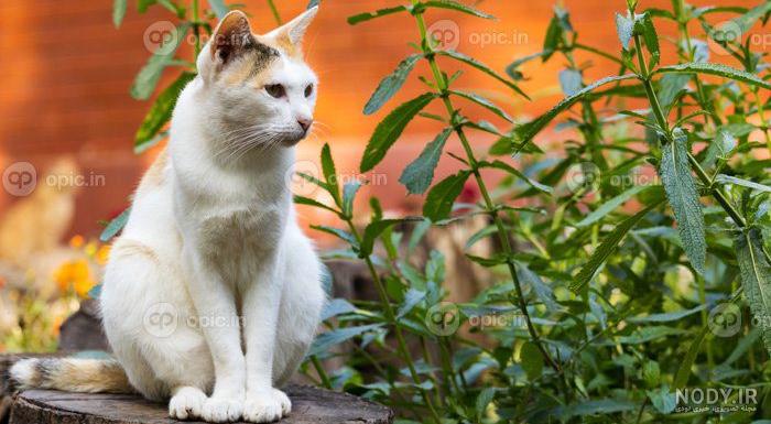 🐈گربه ی خوش عکس😁 #دوزج#روستای_دوزج#خرقان#مرکزی #تابستان#روستا#طبیعت#طبیعتگردی  #استان_مرکزی #duzaj#duzaj_markazi