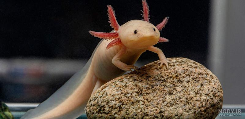 آکسولوتل - axolotl - MahiMarket | فروش آنلاین ماهی و میگو آکسولوتل - axolotl - MahiMarket | فروش آنلاین ماهی و میگو