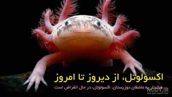 اکسولوتل مشکی - مسترآبزی | Mrabzi فروشگاه اینترنتی ماهی آکواریوم و ... اکسولوتل مشکی - مسترآبزی | Mrabzi فروشگاه اینترنتی ماهی آکواریوم و ...