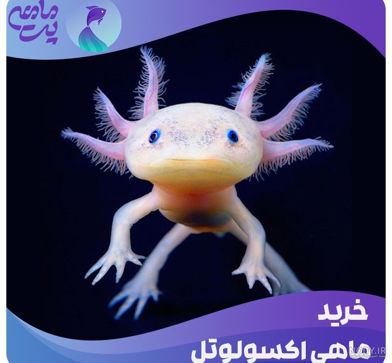 معرفی "سمندر مکزیکی" |‌ (جذاب‌ترین آبزی آکواریوم آب شیرین)