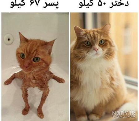 عکس جوک خنده دار خفن