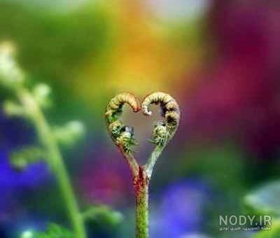 عکس های خبری روز دنیا