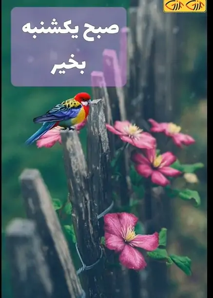 عکس صبح یکشنبه تون بخیر - عکس نودی