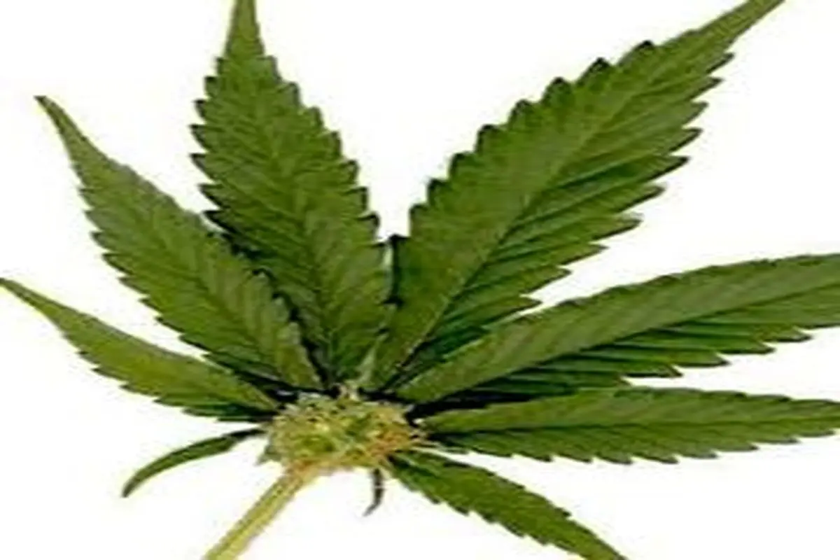 tarhtattoo.021 | ‎Marijuana tattoo idea💡🔥 طرح خام تتو برگ ماریجوانا  💡🔥...‎ | Instagram