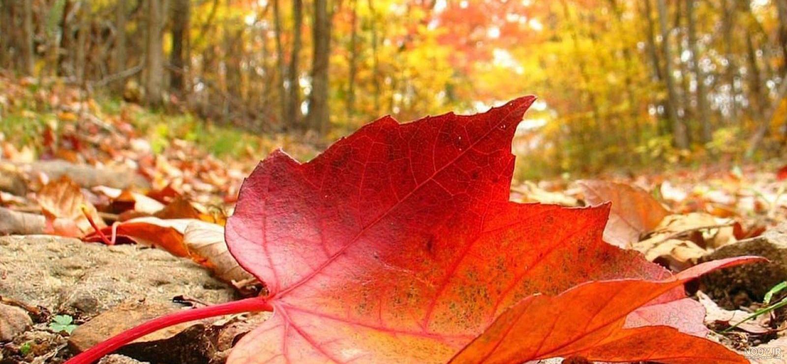 راهنمای کامل عکاسی طبیعت در پاییز ایران؛ بهترین زمان‌ها و لوکیشن‌ها