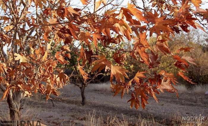 🍁زیبایی های پاییز #طارم #زنجان 🍁 طبیعت زیبای #شیرمشه 😍 عکس از @saeid_marjani3 (ممنون بابت ارسال تصاویر زیبا 🙏🍃) @zanjanilar @zanjanilar . . . . . . . . . #زنجان #طارم # 🍁زیبایی های پاییز #طارم #زنجان 🍁 طبیعت زیبای #شیرمشه 😍 عکس از @saeid_marjani3 (ممنون بابت ارسال تصاویر زیبا 🙏🍃) @zanjanilar @zanjanilar . . . . . . . . . #زنجان #طارم #