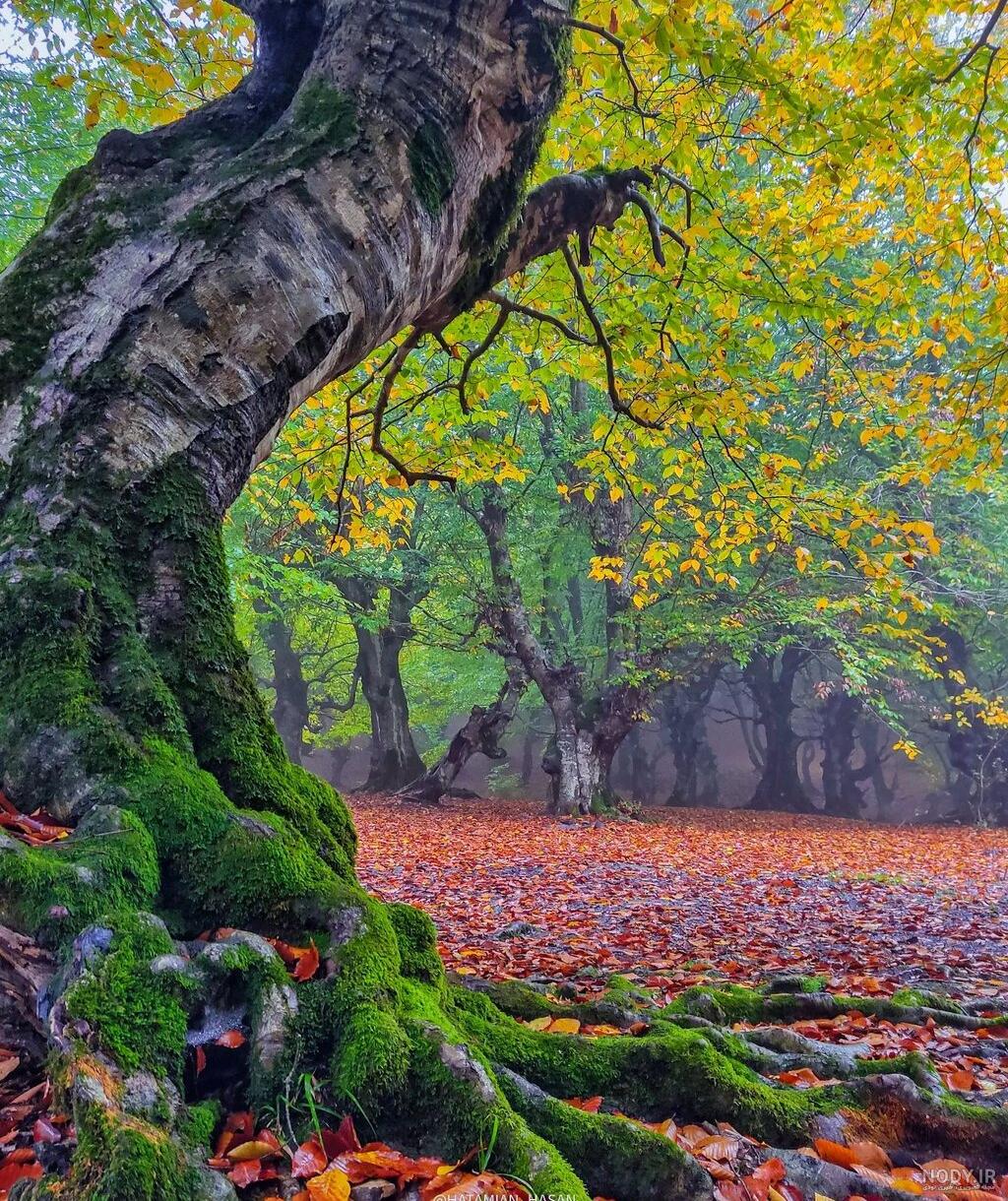 عکس ها و تصاویر زیبا از طبیعت پاییزی با کیفیت بالا برای پروفایل عکس ها و تصاویر زیبا از طبیعت پاییزی با کیفیت بالا برای پروفایل